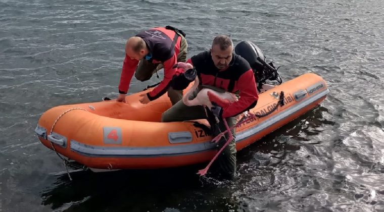 İzmir&rsquo;de &Ccedil;evre İhmali Tehlike Yarattı: Ayağına Misina Dolanan Flamingo Kurtarıldı
