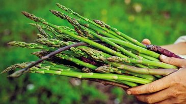 İzmir&rsquo;de Kuşkonmaz Hasadı İ&ccedil;in Geri Sayım Başladı: Bu Eşsiz Tarif Damak &Ccedil;atlatacak