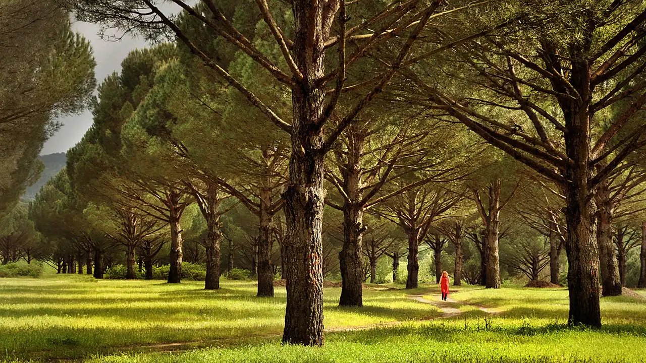 Bergama Kozak Yaylası