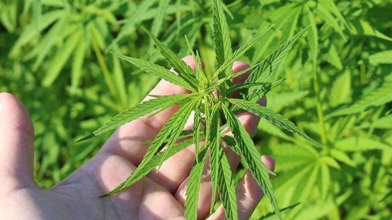 Listede İzmir de var: Kenevir üretimine onay çıktı