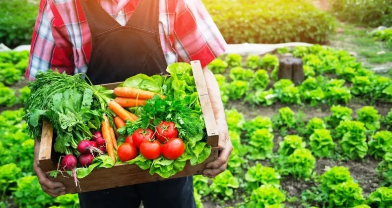 Ocak Ayı Verileri A&ccedil;ıklandı: Aracı Kazanıyor, &Uuml;retici Kayıpta!