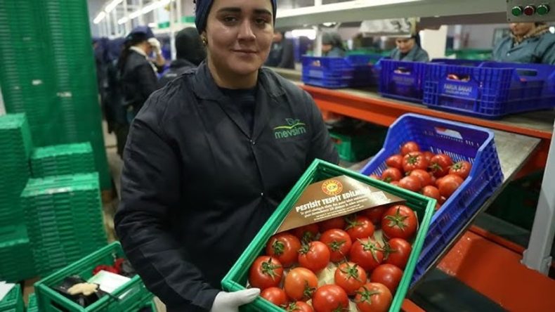 ŞOK Marketler’de Pestisit Analizleri Arttı: Domateslerin Ardından Biberler de Analiz Ediliyor