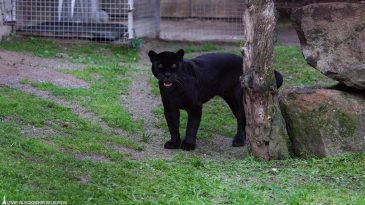 T&uuml;rkiye'nin Tek Jaguarı İzmir'de Hayatını Kaybetti