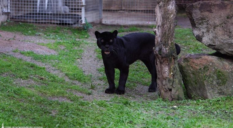 T&uuml;rkiye'nin Tek Jaguarı İzmir'de Hayatını Kaybetti