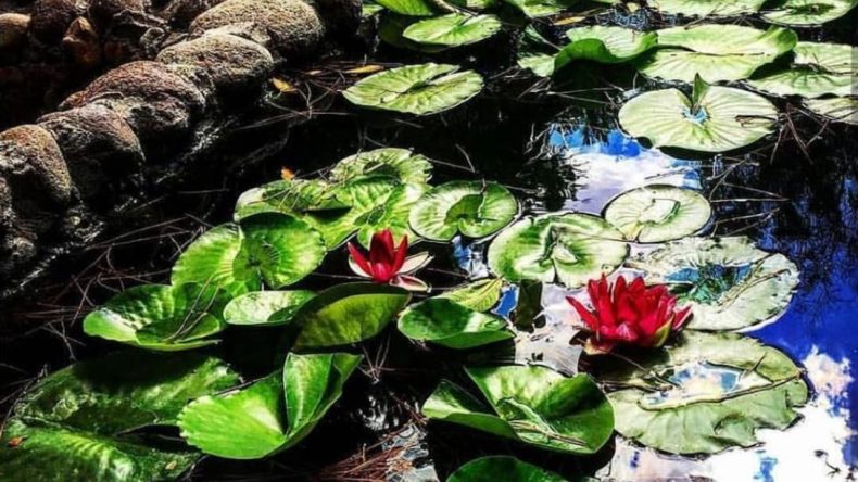 T&uuml;rkiye&rsquo;de Tek: İzmir&rsquo;in Doğa Cenneti G&ouml;renleri B&uuml;y&uuml;l&uuml;yor