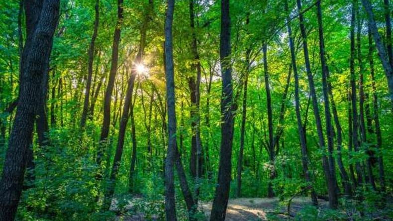 İzmir’de Bir Alan Daha Orman Statüsünden Çıkarıldı!