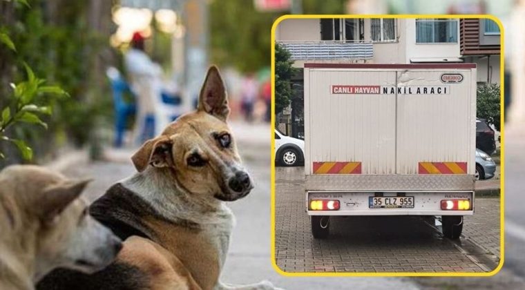 Karşıyaka&rsquo;da Sokak Hayvanları Toplanıyor: Mahalleli İtirazda Bulundu