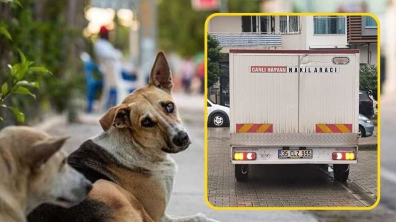 Karşıyaka&rsquo;da Sokak Hayvanları Toplanıyor: Mahalleli İtirazda Bulundu