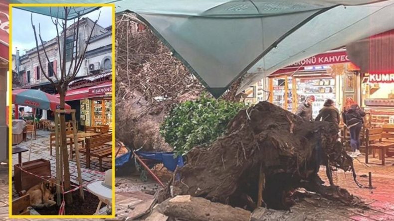 Kemeraltı'nda Devrilen &Ccedil;ınar G&uuml;ndemde: Dut, Tarihi Dokuya Uygun Değil