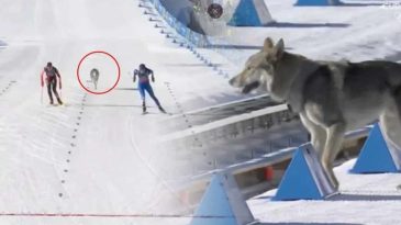 Kış Olimpiyatları&rsquo;nda Beklenmedik Bir Misafir: Piste Kurt Girdi!