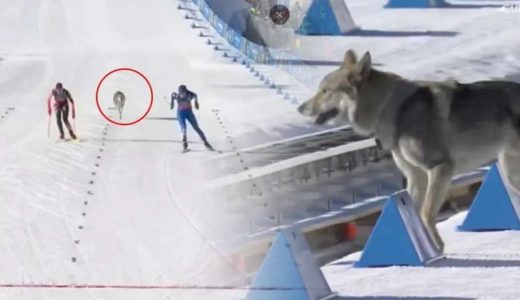 Kış Olimpiyatları&rsquo;nda Beklenmedik Bir Misafir: Piste Kurt Girdi!