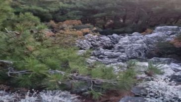 Proje 3 Kez İptal Edildi: İzmir'de Ormanın Kalbindeki Taş Ocağı İtirazlarına Rağmen Devam Ediyor!