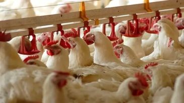 Tavuk İhracatı Durduruldu: Yasak Kararı Sekt&ouml;r A&ccedil;ısından Ağır ve Yanlış