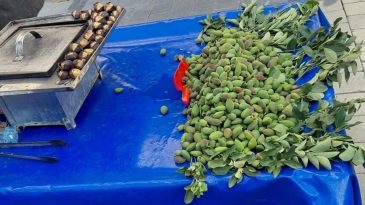 Baharın ilk meyvesi &ccedil;ağlabadem &ccedil;ıktı, fiyatı cep yakıyor