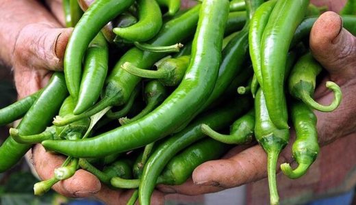 Bakanlıktan biber fiyatlarına inceleme: 1,8 milyon liralık ceza!