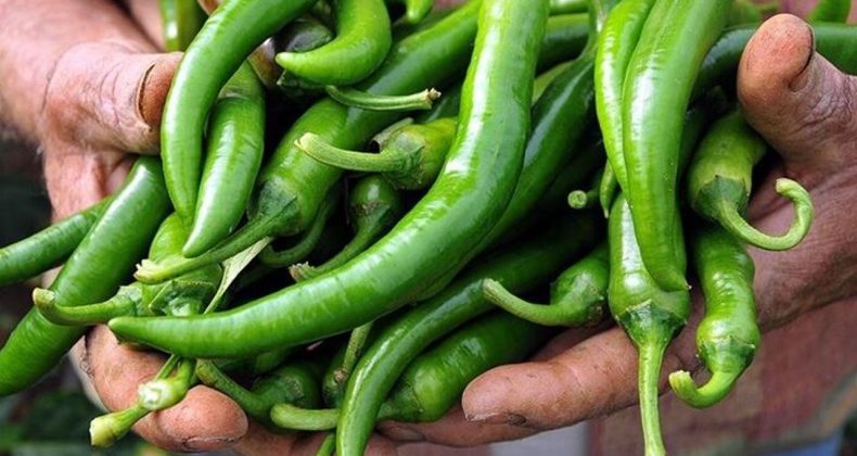 Bakanlıktan biber fiyatlarına inceleme: 1,8 milyon liralık ceza!