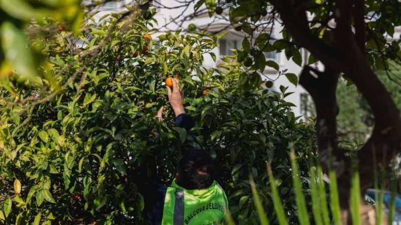 Bal&ccedil;ova&rsquo;da &ouml;rnek dayanışma hamlesi: Dalında kalmış meyveler ihtiya&ccedil; sahibi sofralara!