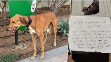 Dubai'den Ka&ccedil;anlar Evcil Hayvanlarını Terk Ediyor!