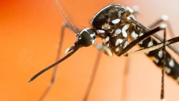 Sivrisinek Isırığı Kaşıntısına Doğal &Ccedil;&ouml;z&uuml;mler: İşte Evde Uygulanabilecek 5 Etkili Y&ouml;ntem