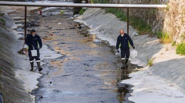Sivrisinekle karıştırılıyor ama&hellip; İzmir&rsquo;deki o t&uuml;r i&ccedil;in uzmanından a&ccedil;ıklama geldi