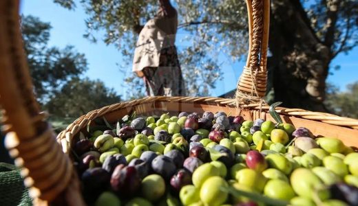 40 Yıllık Firma İflasın Eşiğinde: BAKTAT Konkordato İlan Etti