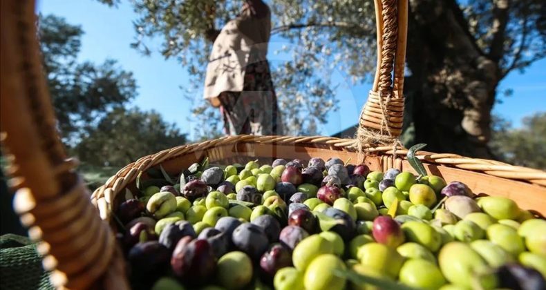 40 Yıllık Firma İflasın Eşiğinde: BAKTAT Konkordato İlan Etti