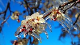 Bakanlıktan &ccedil;ift&ccedil;ilere zirai don uyarısı!