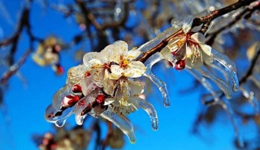 Bakanlıktan &ccedil;ift&ccedil;ilere zirai don uyarısı!