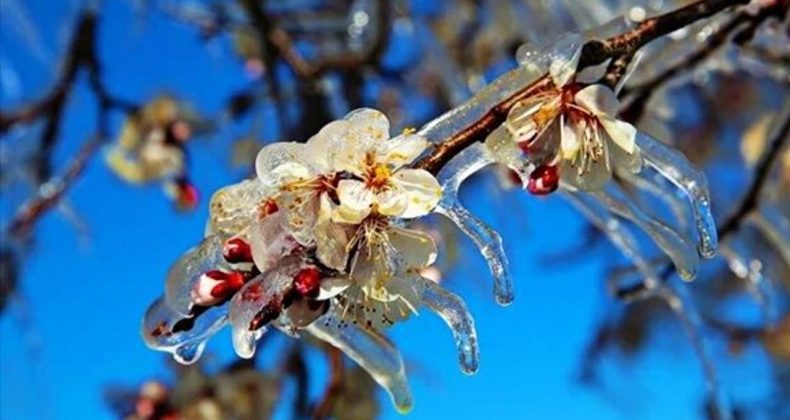 Bakanlıktan çiftçilere zirai don uyarısı!