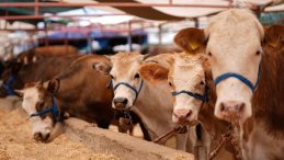 Diyanet a&ccedil;ıkladı: Vekalet yoluyla kurban kesim bedelleri belirlendi