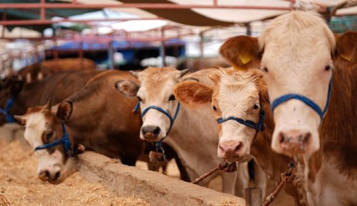 Diyanet a&ccedil;ıkladı: Vekalet yoluyla kurban kesim bedelleri belirlendi