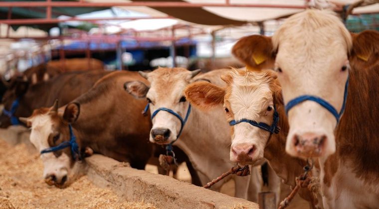 Diyanet a&ccedil;ıladı: Vekalet yoluyla kurban kesim bedelleri belirlendi