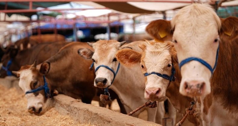 Diyanet a&ccedil;ıladı: Vekalet yoluyla kurban kesim bedelleri belirlendi
