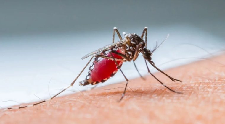 DS&Ouml; a&ccedil;ıkladı: 610 bin kişi 'sıtma' sebebiyle hayatını kaybetti