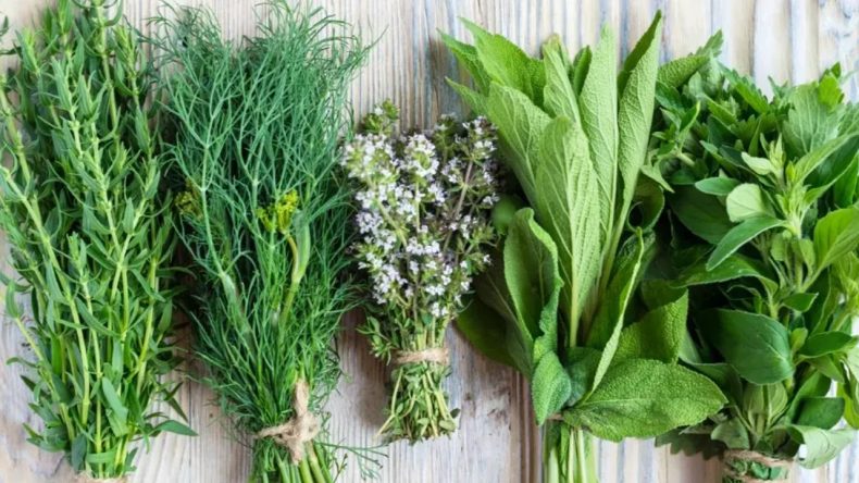 Ege otları ile sağlıklı yaşam rehberi