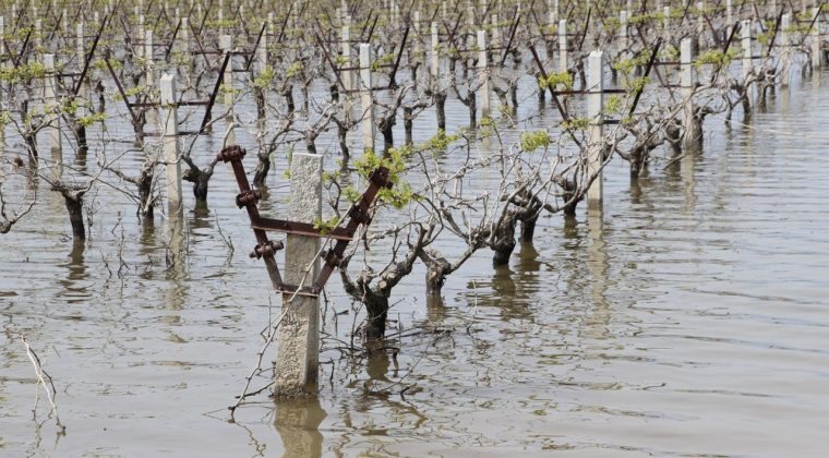 İzmir'de Tarım Arazileri Su Altında: Ziraat Odaları Birliği Başkanı "&Uuml;r&uuml;nlere Sigorta Yaptırmaktan Başka &Ccedil;are Yok"