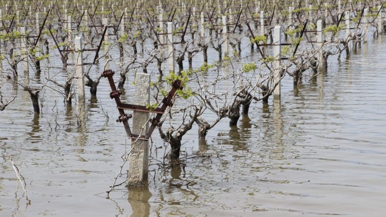 İzmir'de Tarım Arazileri Su Altında: Ziraat Odaları Birliği Başkanı "Ürünlere Sigorta Yaptırmaktan Başka Çare Yok"