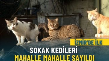 İzmir&rsquo;de ilk: Sokak kedileri mahalle mahalle sayıldı