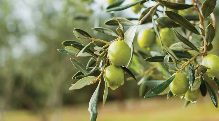 İzmir&rsquo;de zeytinin zirvesi kuruluyor: Olivtech Fuarı i&ccedil;in geri sayım başladı