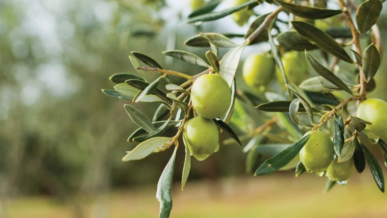 İzmir&rsquo;de zeytinin zirvesi kuruluyor: Olivtech Fuarı i&ccedil;in geri sayım başladı