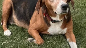 Seferihisar&rsquo;da esrarengiz kayıplar: &Ccedil;ipli k&ouml;pekler ortadan kayboldu!