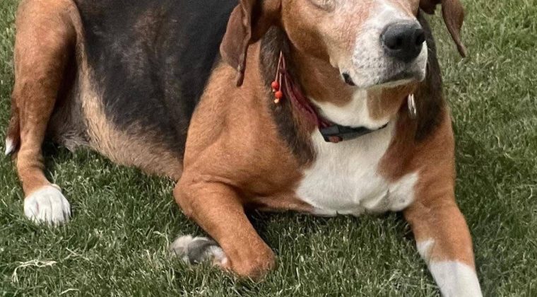 Seferihisar&rsquo;da esrarengiz kayıplar: &Ccedil;ipli k&ouml;pekler ortadan kayboldu!