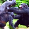 Uganda'daki şempanze kabilesinde 'i&ccedil; savaş' &ccedil;ıktı!