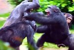 Uganda'daki şempanze kabilesinde 'i&ccedil; savaş' &ccedil;ıktı!