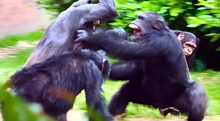 Uganda'daki şempanze kabilesinde 'i&ccedil; savaş' &ccedil;ıktı!