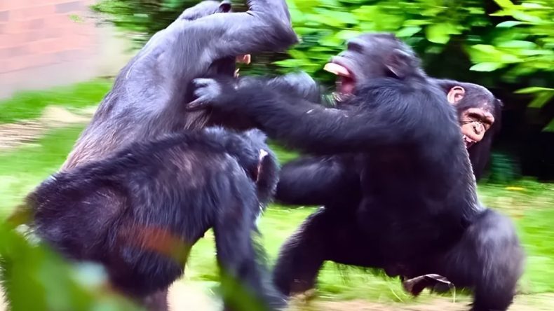 Uganda'daki şempanze kabilesinde 'i&ccedil; savaş' &ccedil;ıktı!