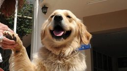 Yapay zeka yeni bir kapı a&ccedil;ıyor: Hayvanlarla iletişim m&uuml;mk&uuml;n m&uuml;?