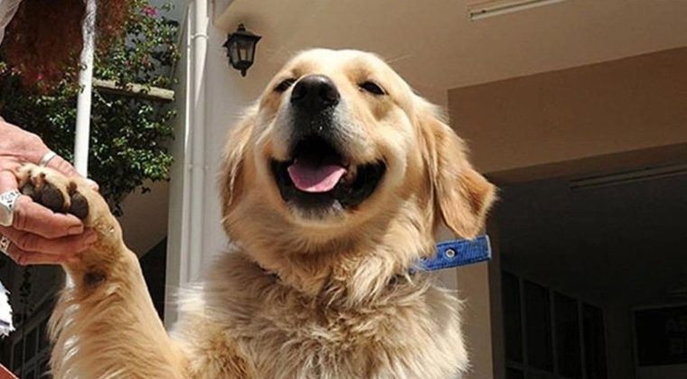 Yapay zeka yeni bir kapı a&ccedil;ıyor: Hayvanlarla iletişim m&uuml;mk&uuml;n m&uuml;?