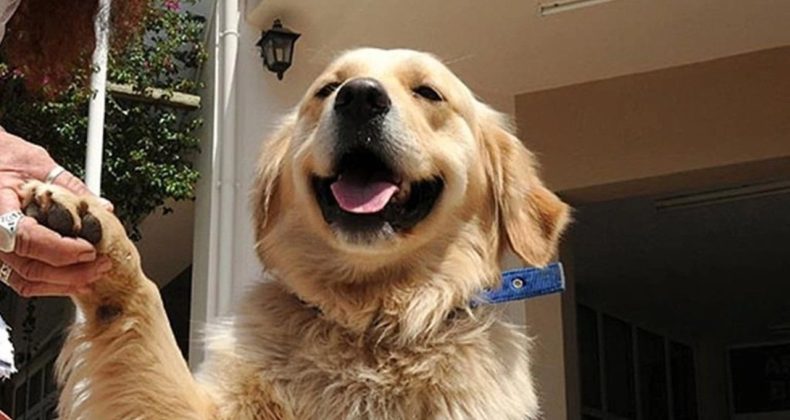 Yapay zeka yeni bir kapı a&ccedil;ıyor: Hayvanlarla iletişim m&uuml;mk&uuml;n m&uuml;?